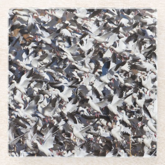 Schneegänzchen Glasuntersetzer (Vorderseite)