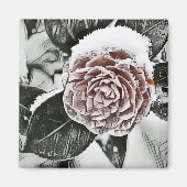 Schneegefrorene Rose Zeichnend Magnet (Vorne)