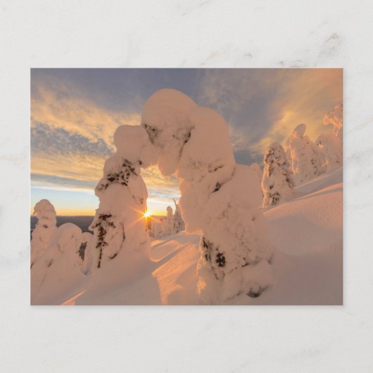 Schneegeister im Weißfischbereich Postkarte (Vorderseite)