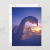 Schneegeister im Whitefish Range von Montana Postkarte (Vorne/Hinten)