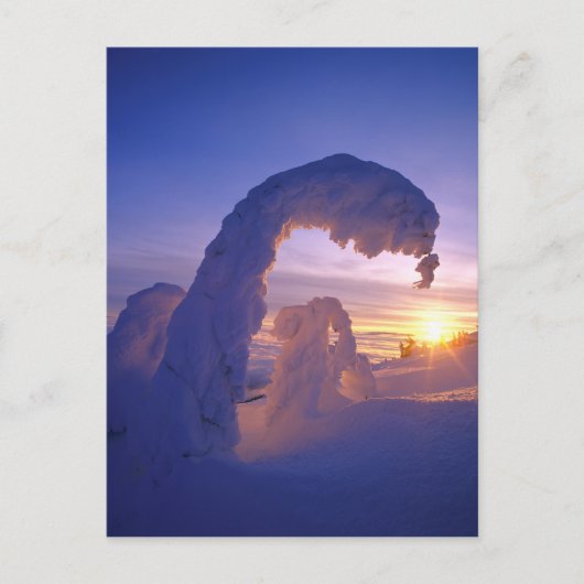 Schneegeister im Whitefish Range von Montana Postkarte (Vorderseite)