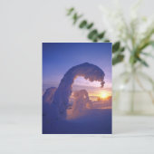 Schneegeister im Whitefish Range von Montana Postkarte (Stehend Vorderseite)
