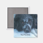 Schneegesichtiger Border Collie Niedlicher Hund Magnet (Vorderseite/Rückseite)