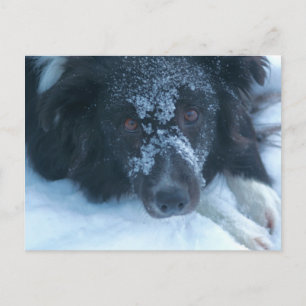 Schneegesichtiger Border Collie Niedlicher Hund Postkarte