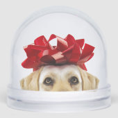 SCHNEEGLOBE MIT GELBEN LABRADOR RETRIEVER SCHNEEKUGELN (Vorderseite)