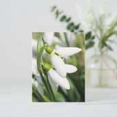 Schneeglöckchen Blumen Postkarte (Stehend Vorderseite)