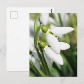 Schneeglöckchen Blumen Postkarte (Vorne/Hinten)