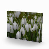 Schneeglöckchen fotoblock (Rechts)