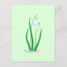 Schneeglöckchen (Galanthus nivalis) Frühjahrsblume
