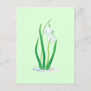 Schneeglöckchen (Galanthus nivalis) Frühjahrsblume Postkarte