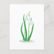 Schneeglöckchen (Galanthus nivalis)
