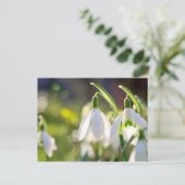 Schneeglöckchen läuten den Frühling ein Postkarte (Stehend Vorderseite)