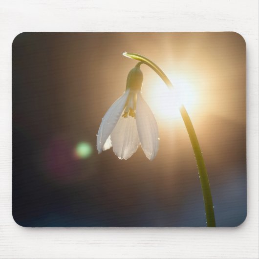 Schneeglöckchen mit Tautropfen im Sonnenlicht Mousepad (Vorne)