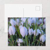 Schneeglöckchen postkarte (Vorne/Hinten)
