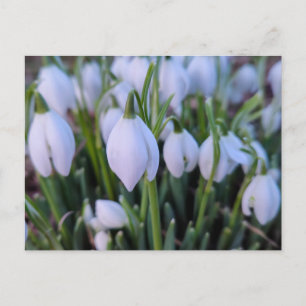 Schneeglöckchen postkarte