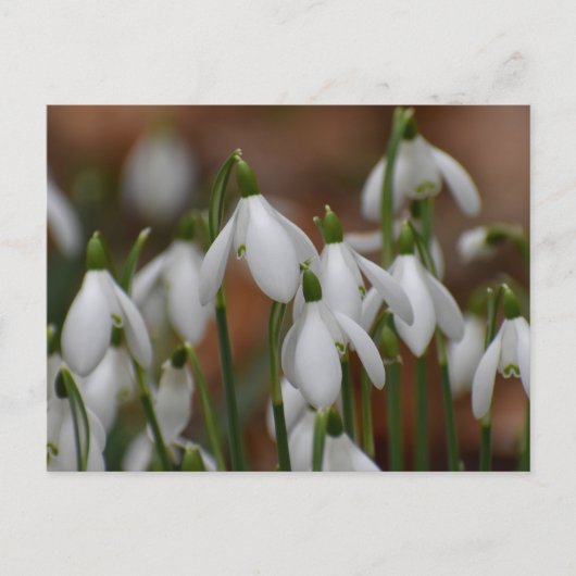 Schneeglöckchen postkarte (Vorderseite)