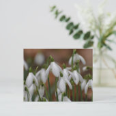 Schneeglöckchen postkarte (Stehend Vorderseite)
