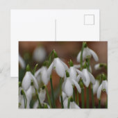 Schneeglöckchen postkarte (Vorne/Hinten)