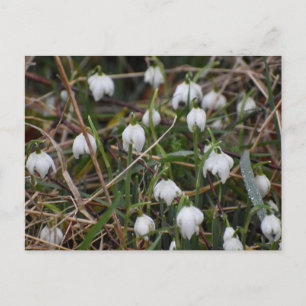 Schneeglöckchen  postkarte
