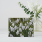 Schneeglöckchen postkarte (Stehend Vorderseite)
