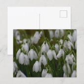 Schneeglöckchen postkarte (Vorne/Hinten)