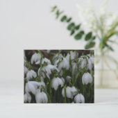Schneeglöckchen postkarte (Stehend Vorderseite)