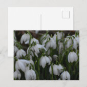 Schneeglöckchen postkarte (Vorne/Hinten)