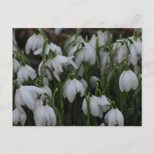 Schneeglöckchen postkarte (Vorderseite)