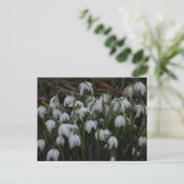 Schneeglöckchen postkarte (Stehend Vorderseite)