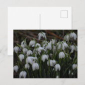 Schneeglöckchen postkarte (Vorne/Hinten)