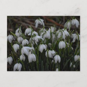 Schneeglöckchen postkarte