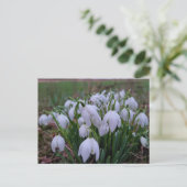 Schneeglöckchen postkarte (Stehend Vorderseite)