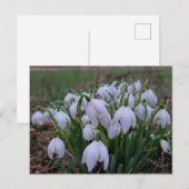 Schneeglöckchen postkarte (Vorne/Hinten)