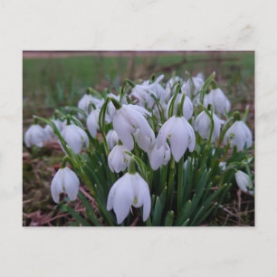 Schneeglöckchen postkarte
