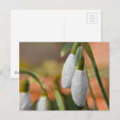 Schneeglöckchen Postkarte (Vorne/Hinten)
