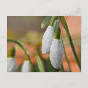Schneeglöckchen Postkarte