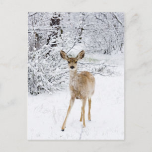 Schneehändler Postkarte