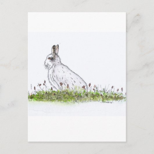 Schneehase Postkarte (Vorderseite)