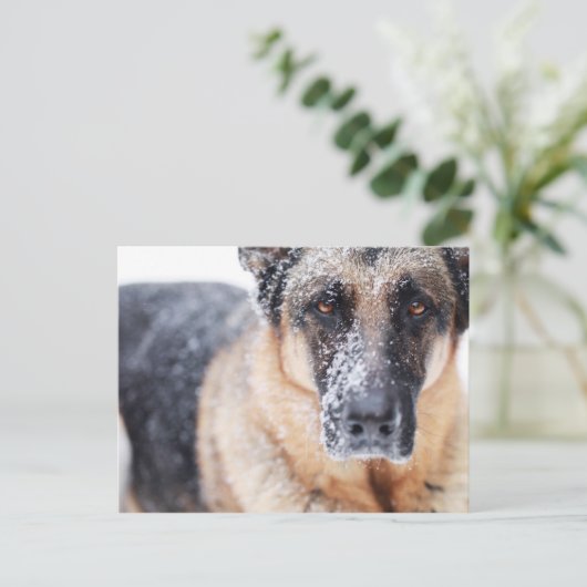 Schneehirte Postkarte (Stehend Vorderseite)