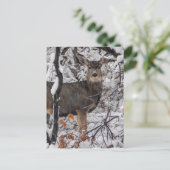 Schneehuh - Waschfront - Utah Postkarte (Stehend Vorderseite)