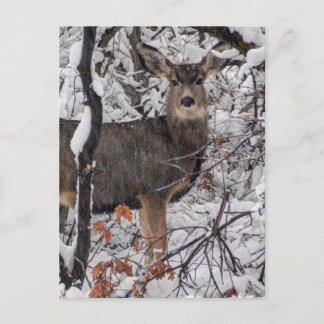 Schneehuh - Waschfront - Utah Postkarte