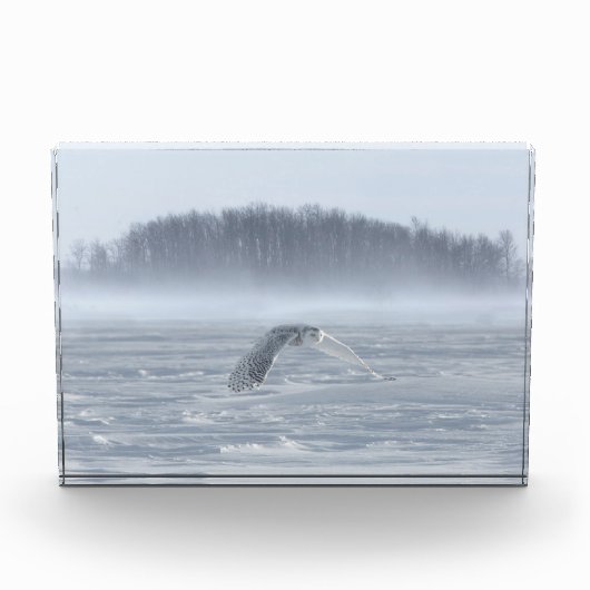 Schneehühner fliegen im Winter Fotoblock (Vorderseite)