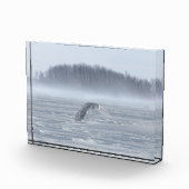 Schneehühner fliegen im Winter Fotoblock (Rechts)