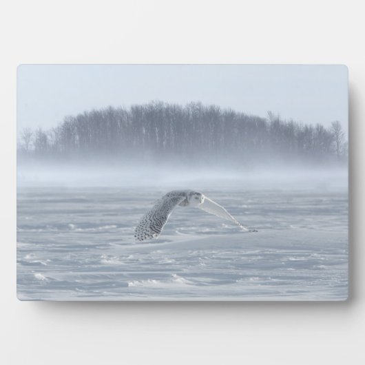 Schneehühner fliegen im Winter Fotoplatte (Vorderseite)