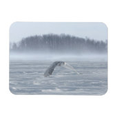 Schneehühner fliegen im Winter Magnet (Horizontal)