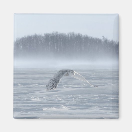 Schneehühner fliegen im Winter Magnet (Vorne)