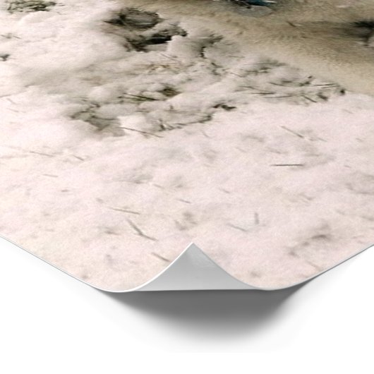 Schneehund 2 poster (Ecke)