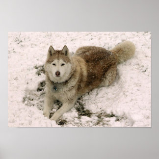 Schneehund 2 poster