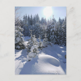 Schneekalte Winterlandschaft 2 Postkarte