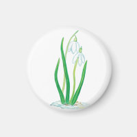 Schneekanonen (Galanthus nivalis)